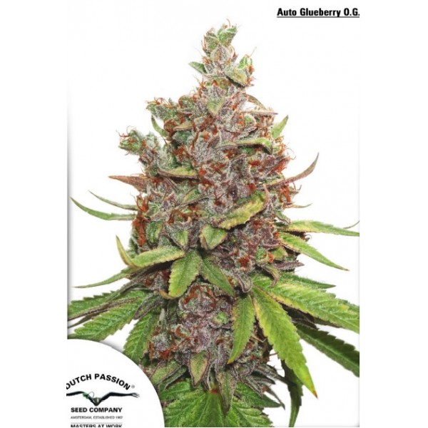 Glueberry OG Feminised seeds