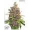 Glueberry OG Feminised seeds
