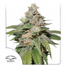 Auto Mokum's Tulip Feminised