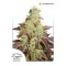 Auto Night Queen Feminised seeds