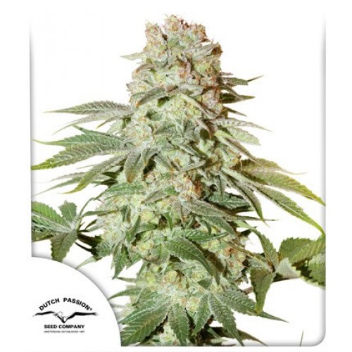 Auto Power Plant Feminised seeds