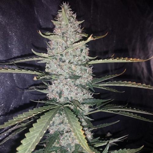 Auto Ultimate Feminised seeds