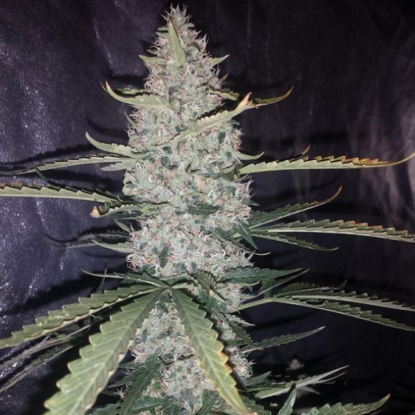 Auto Ultimate Feminised seeds