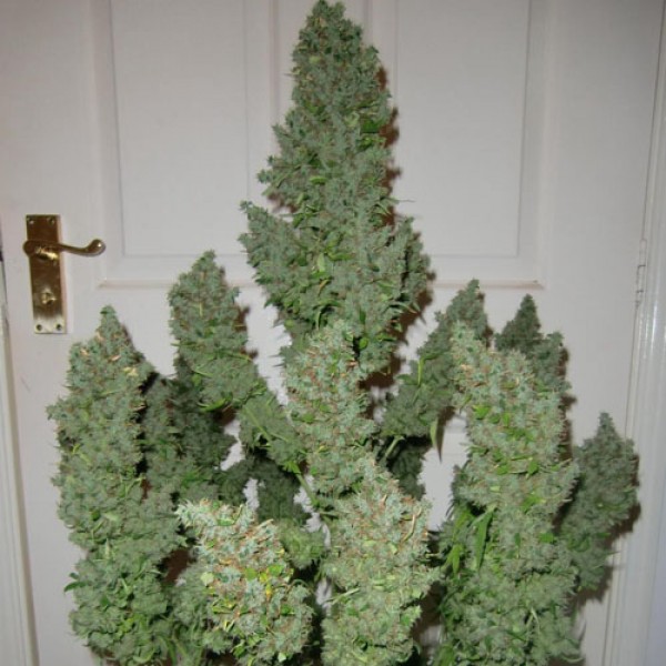 Auto Ultimate Feminised seeds