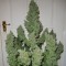 Auto Ultimate Feminised seeds