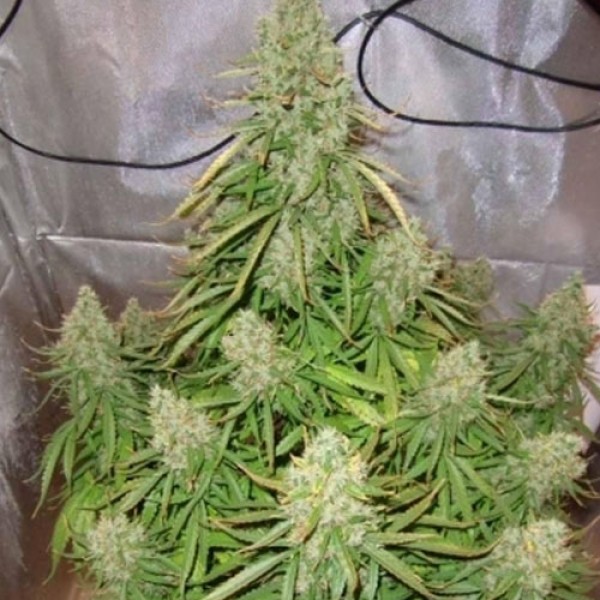 Auto Ultimate Feminised seeds