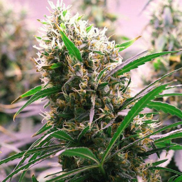 Auto Ultimate Feminised seeds