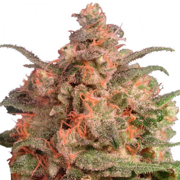Brainstorm Feminised seeds