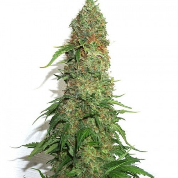 Brainstorm Feminised seeds