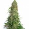 Brainstorm Feminised seeds