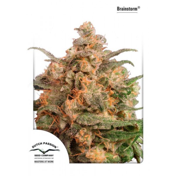 Brainstorm Feminised seeds