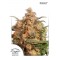 Brainstorm Feminised seeds