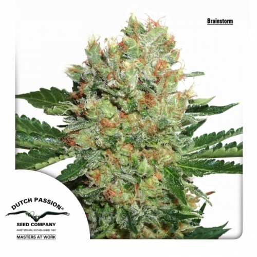 Brainstorm Feminised seeds