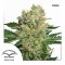 Brainstorm Feminised seeds