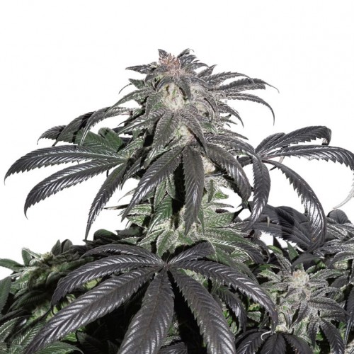 Bubba Island Kush Feminised seeds