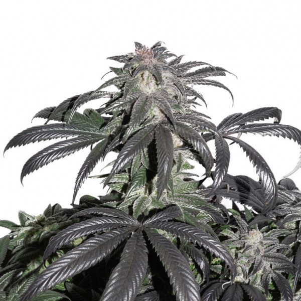 Bubba Island Kush Feminised seeds
