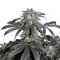 Bubba Island Kush Feminised seeds
