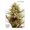 CBD ComPassion Feminised