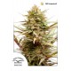 CBD ComPassion Feminised