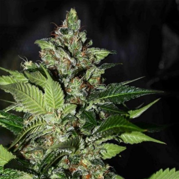 CBD Kush Feminised