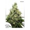 CBD Kush Feminised