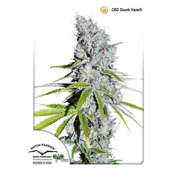 CBD Skunk Haze Feminised