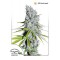 CBD Skunk Haze Feminised