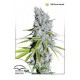 CBD Skunk Haze Feminised