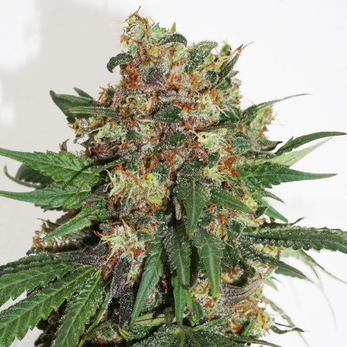 Master Kush Feminised seeds