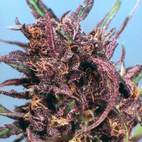 Purple#1 Feminised seeds