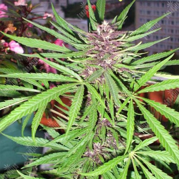Purple#1 Feminised seeds