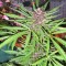 Purple#1 Feminised seeds