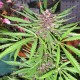 Purple#1 Feminised seeds