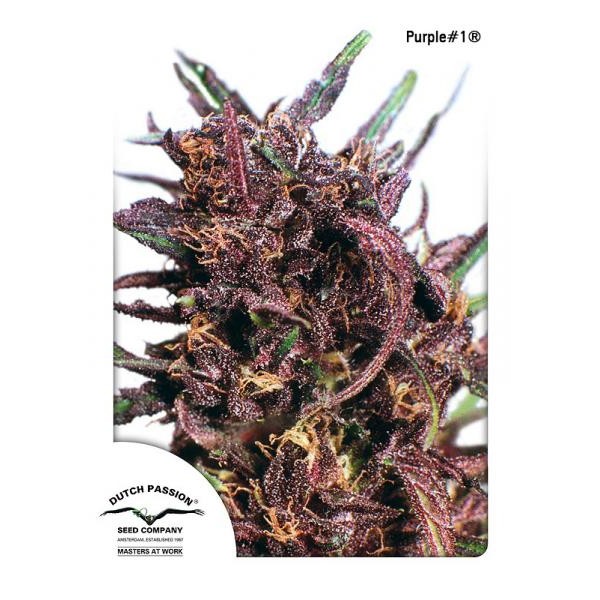 Purple#1 Feminised seeds