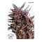 Purple#1 Feminised seeds