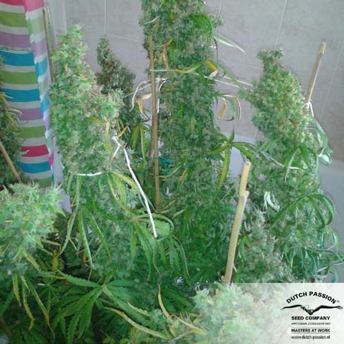 Skunk#11 Feminised seeds