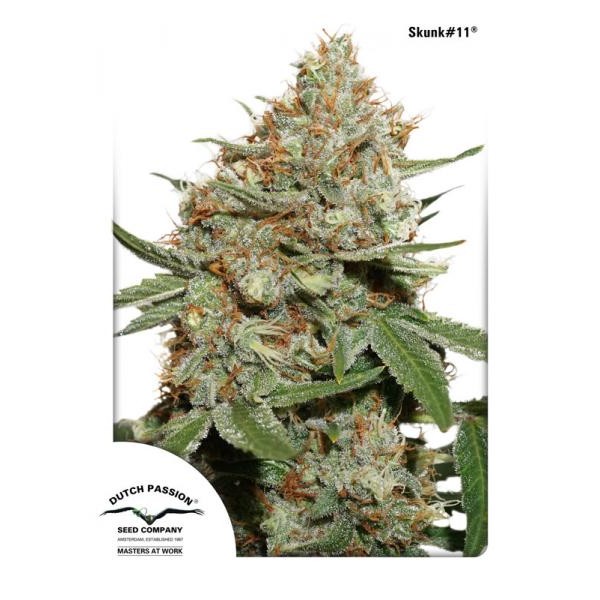 Skunk#11 Feminised seeds
