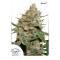 Skunk#11 Feminised seeds
