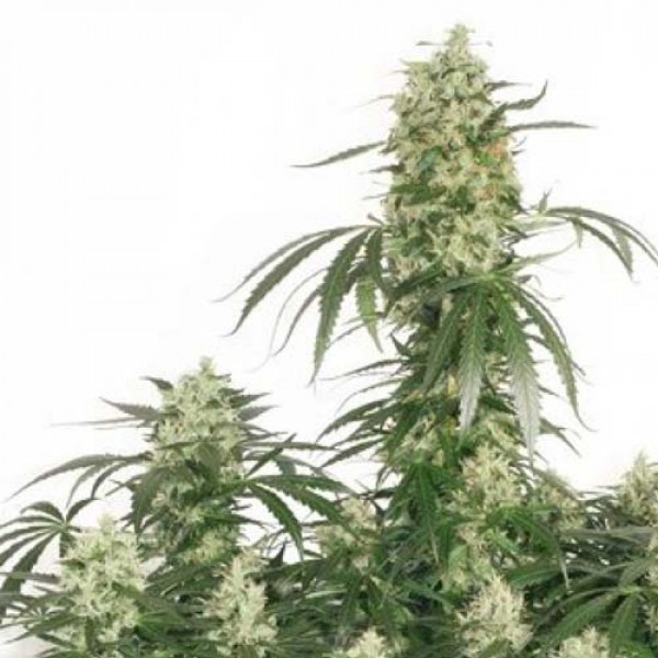 The Ultimate Feminised seeds