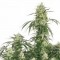 The Ultimate Feminised seeds