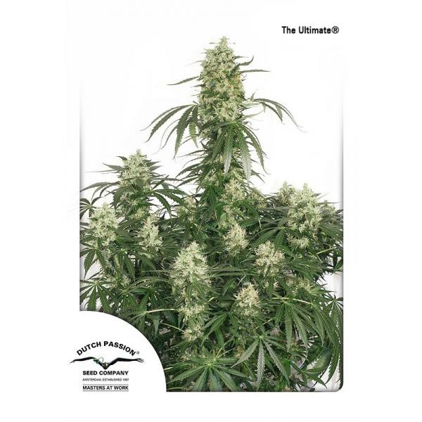 The Ultimate Feminised seeds