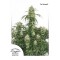 The Ultimate Feminised seeds