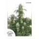 The Ultimate Feminised seeds