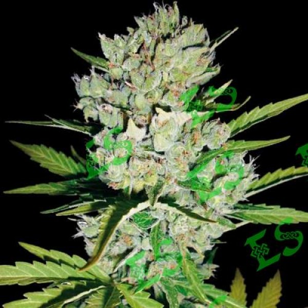 Auto Super Skunk Feminised Gold seeds
