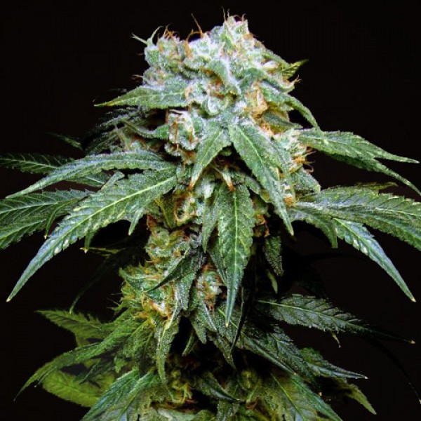 Black Widow Feminised Gold