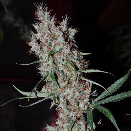 Auto Kali Mist Feminised Gold seeds