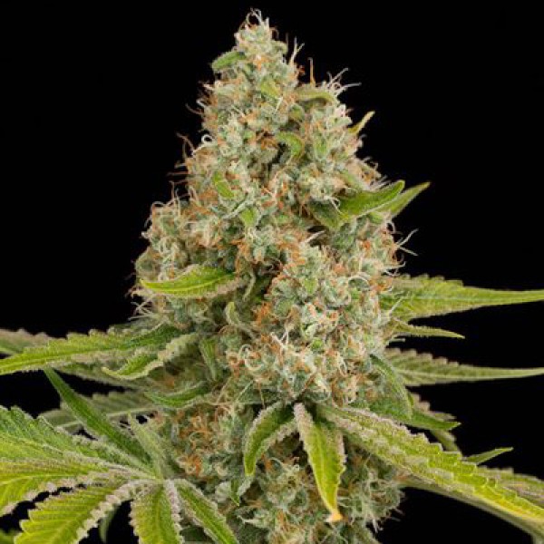 Насіння Auto OG Kush Feminised Gold