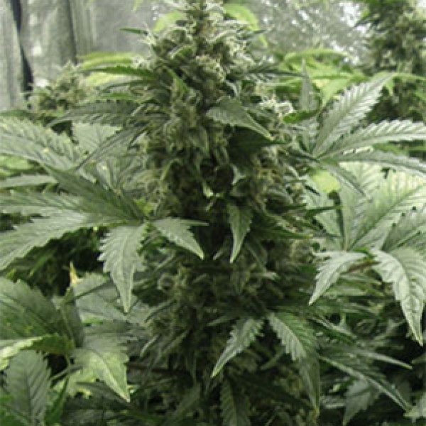 Auto White Dwarf Feminised Gold seeds