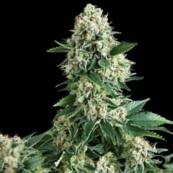 Auto New York Diesel Feminised Gold seeds