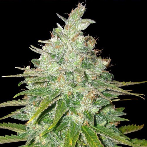 Black Domina Feminised Gold seeds